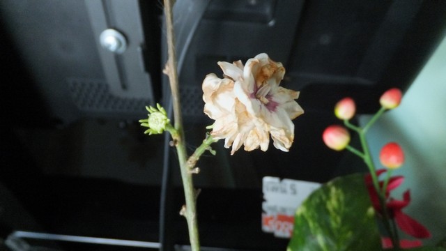 Name:  DSCF0392.jpg
Views: 374
Size:  49.8 KB