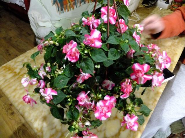 Name:  DSCF0439.jpg
Views: 381
Size:  59.9 KB