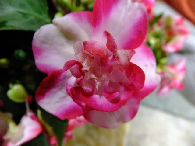 Name:  DSCF0441.jpg
Views: 393
Size:  64.3 KB