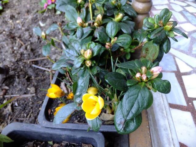 Name:  DSCF0457.jpg
Views: 374
Size:  57.4 KB