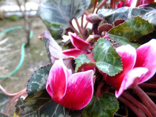 Name:  DSCF0462.jpg
Views: 372
Size:  45.7 KB
