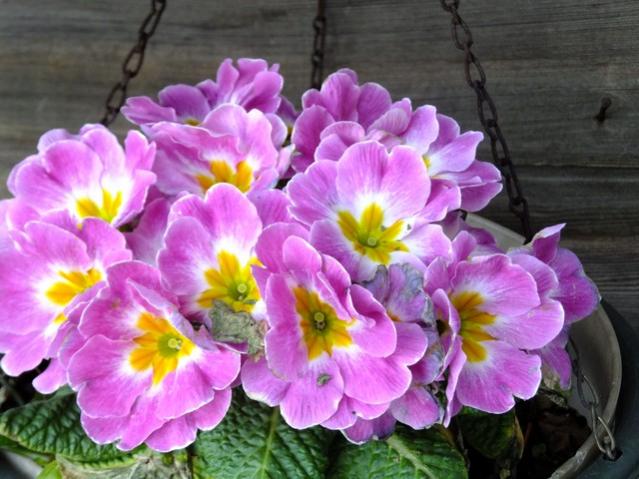 Name:  DSCF0465.jpg
Views: 395
Size:  51.6 KB