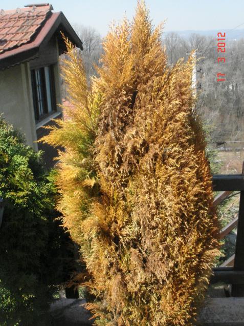 Name:  DSC08378.jpg
Views: 899
Size:  75.9 KB