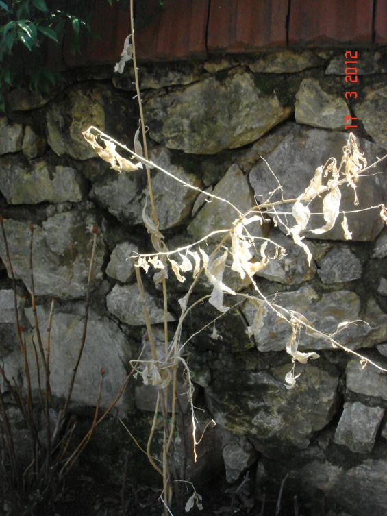 Name:  DSC08368.jpg
Views: 892
Size:  73.8 KB