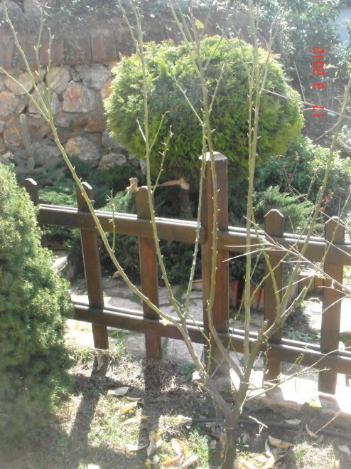 Name:  DSC08353.jpg
Views: 886
Size:  75.9 KB