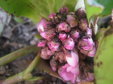 Name:  bergenia.JPG
Views: 1361
Size:  37.9 KB