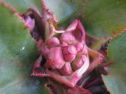 Name:  bergenia 1.JPG
Views: 1075
Size:  35.2 KB