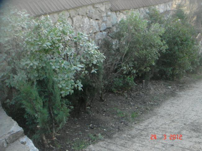 Name:  DSC08518.jpg
Views: 843
Size:  56.3 KB