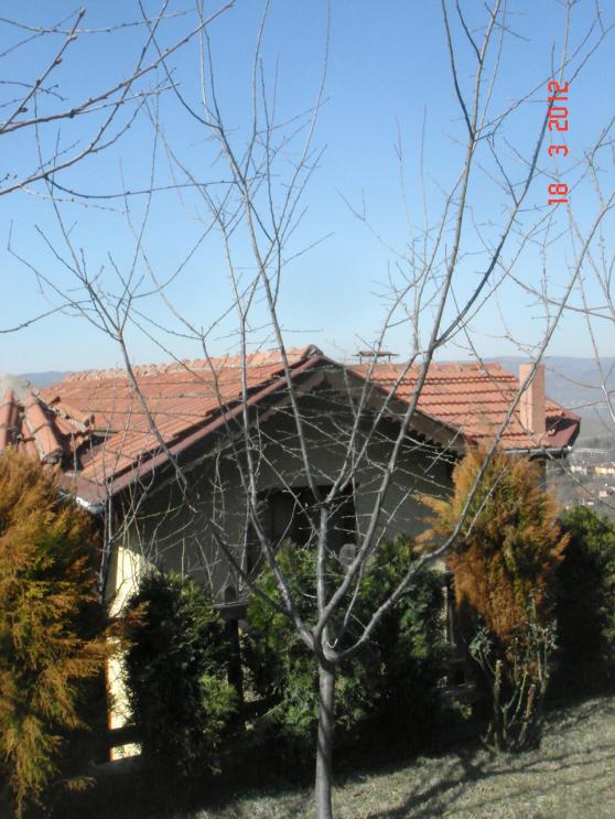 Name:  DSC08404.jpg
Views: 860
Size:  73.5 KB