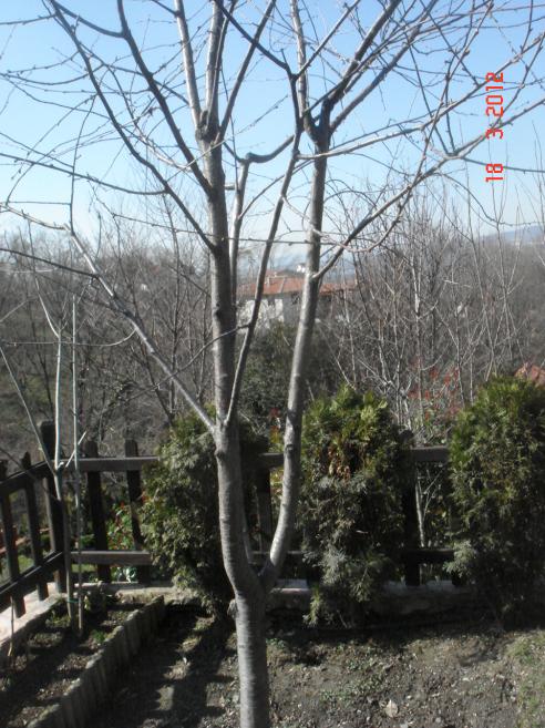 Name:  DSC08405.jpg
Views: 876
Size:  76.9 KB