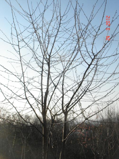 Name:  DSC08466.jpg
Views: 851
Size:  77.0 KB
