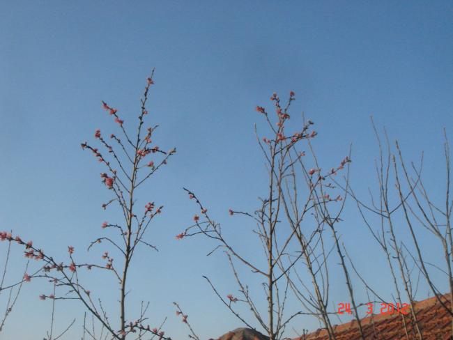 Name:  DSC08500.jpg
Views: 850
Size:  34.3 KB