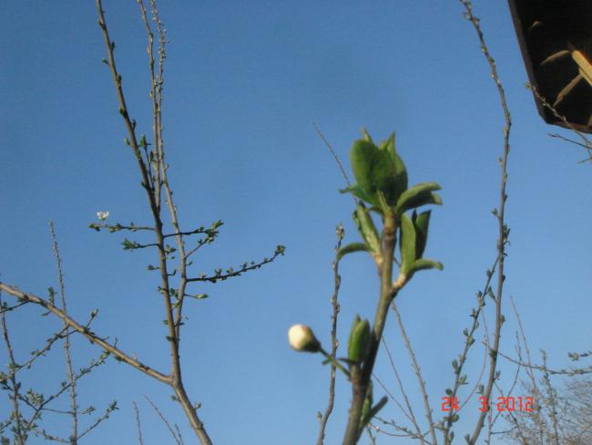 Name:  DSC08468.jpg
Views: 859
Size:  31.6 KB