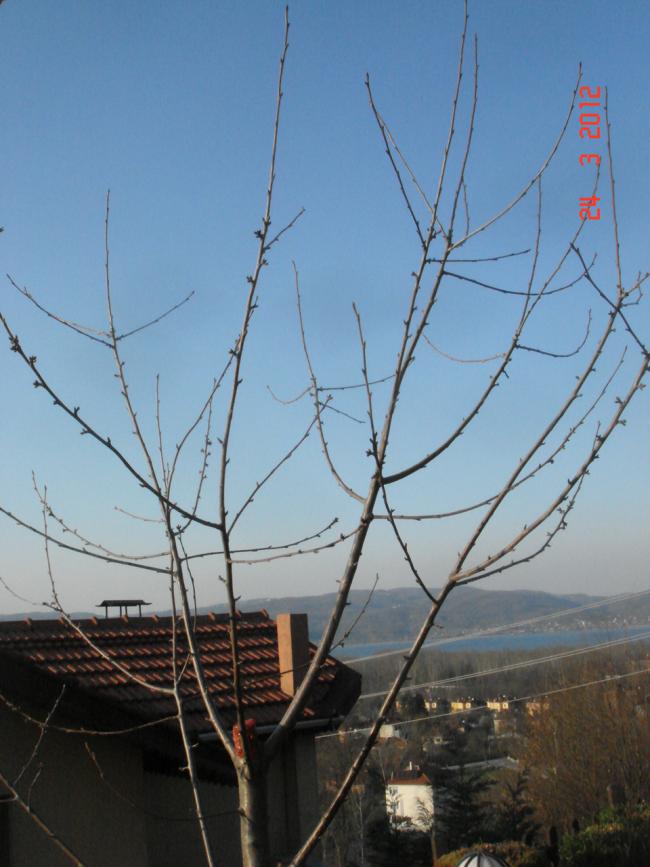 Name:  DSC08467.jpg
Views: 856
Size:  61.0 KB