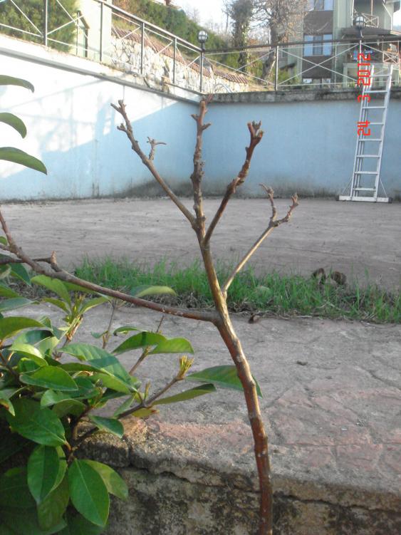 Name:  DSC08496.jpg
Views: 537
Size:  73.1 KB