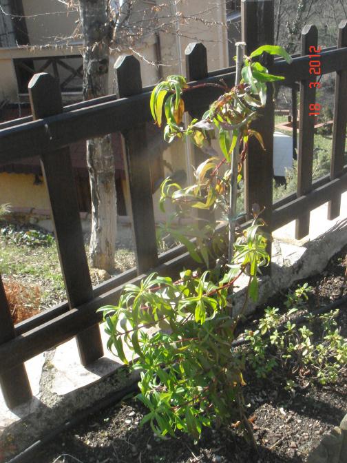 Name:  DSC08407.jpg
Views: 590
Size:  76.0 KB