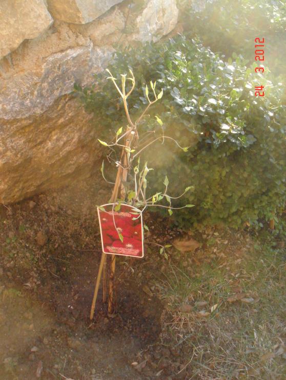 Name:  DSC08482.jpg
Views: 620
Size:  72.4 KB