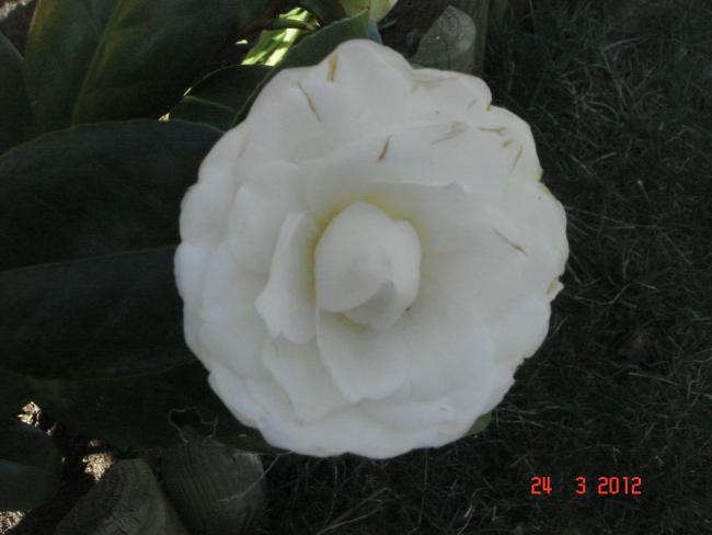 Name:  DSC08415.jpg
Views: 542
Size:  29.7 KB