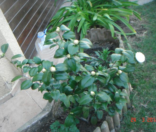 Name:  DSC08512.jpg
Views: 543
Size:  62.2 KB
