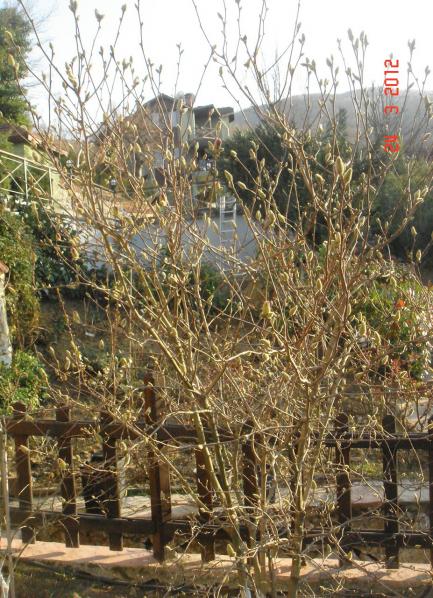 Name:  DSC08480.jpg
Views: 577
Size:  77.8 KB
