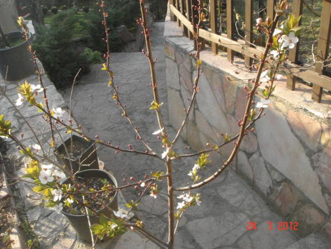 Name:  DSC08486.jpg
Views: 580
Size:  64.0 KB