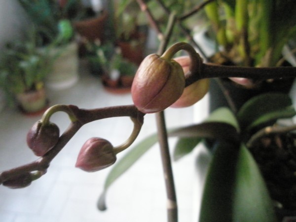 Name:  P3260114 (600 x 450).jpg
Views: 1503
Size:  47.9 KB
