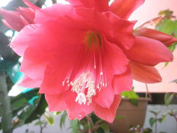 Name:  P3260118 (600 x 450).jpg
Views: 1543
Size:  53.7 KB