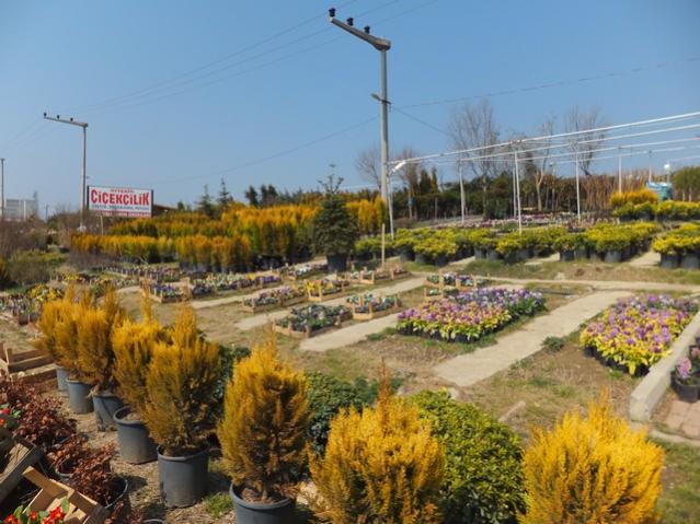 Name:  DSCF0477.jpg
Views: 540
Size:  56.5 KB