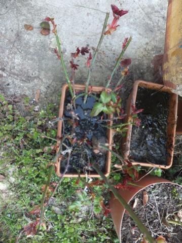 Name:  DSCF0524.jpg
Views: 625
Size:  43.3 KB