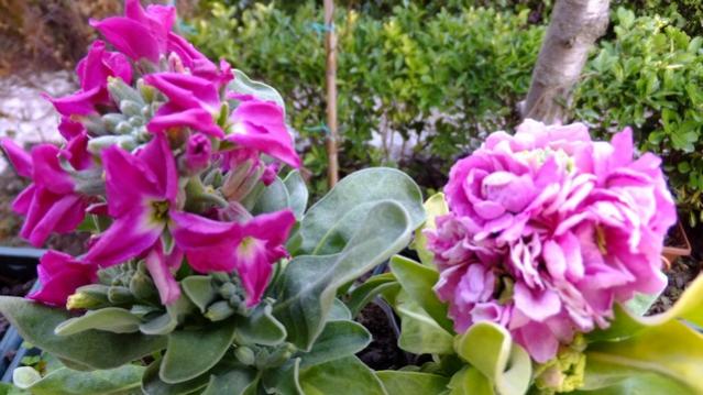 Name:  DSCF0542.jpg
Views: 626
Size:  48.6 KB