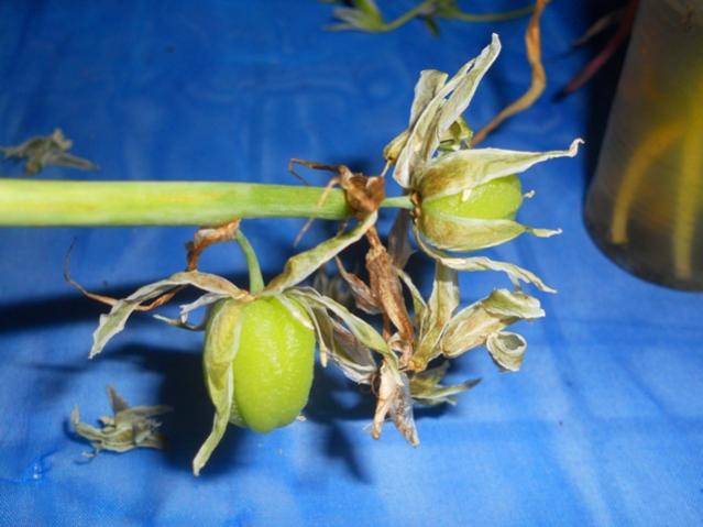 Name:  web-akyldztohum-DSCN0218.jpg
Views: 984
Size:  37.2 KB
