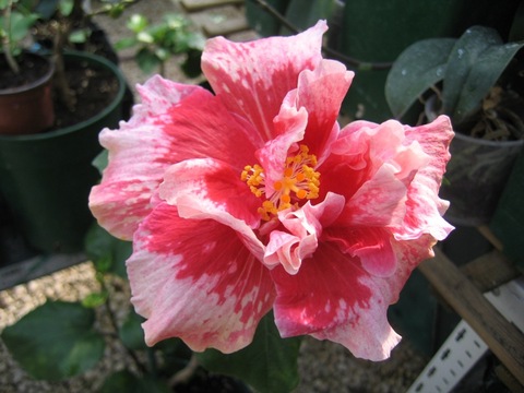 Name:  Red-Snapper-6.jpg
Views: 999
Size:  55.2 KB