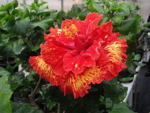 Name:  Tahitian+Fireball.jpg
Views: 1238
Size:  37.3 KB