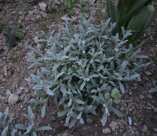 Name: fare kulağı.jpg
Views: 2723
Size: 68.4 KB