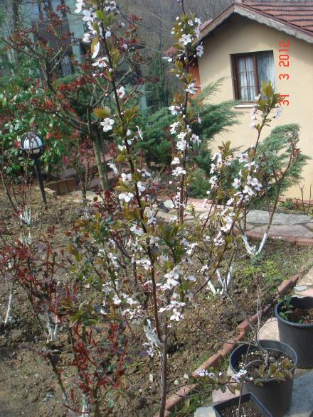 Name:  DSC08554.jpg
Views: 866
Size:  75.9 KB