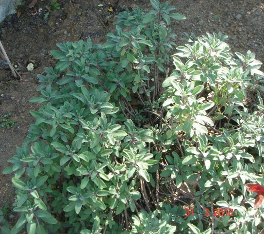 Name:  DSC08566.jpg
Views: 916
Size:  73.2 KB