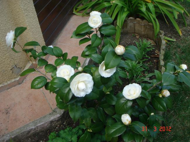 Name:  DSC08582.jpg
Views: 913
Size:  57.3 KB