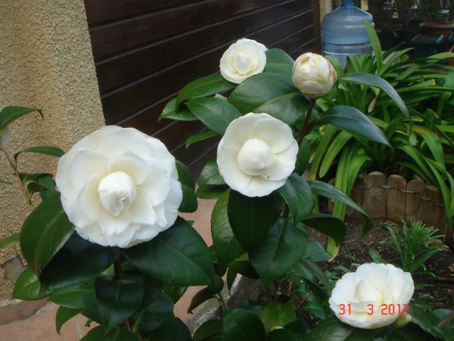 Name:  DSC08583.jpg
Views: 927
Size:  49.1 KB