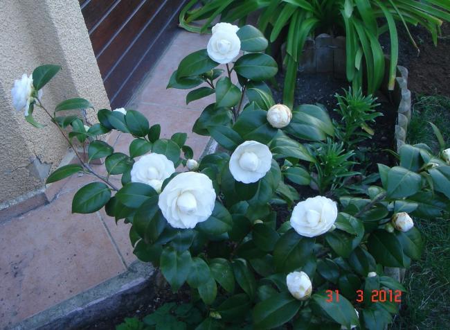 Name:  DSC08642.jpg
Views: 898
Size:  55.9 KB