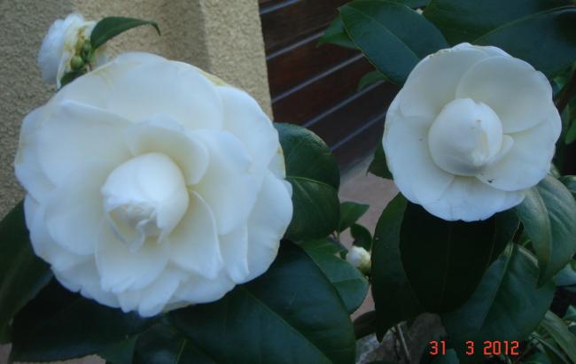 Name:  DSC08645.jpg
Views: 875
Size:  26.1 KB