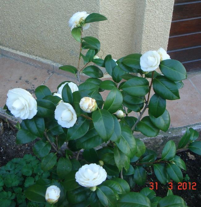 Name:  DSC08649.jpg
Views: 920
Size:  70.0 KB