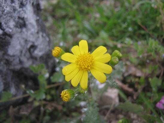Name:  kr iei3.JPG
Views: 1500
Size:  41.4 KB