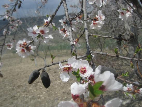 Name:  badem ve iek.JPG
Views: 1489
Size:  53.2 KB