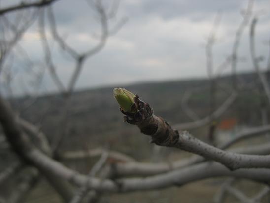 Name:  antep fst.JPG
Views: 1763
Size:  29.8 KB