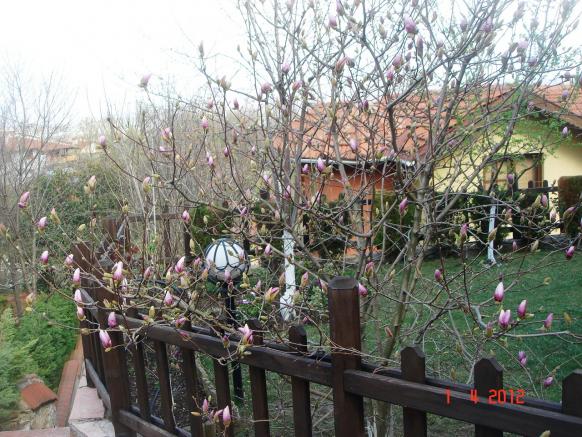 Name:  DSC08708.jpg
Views: 945
Size:  71.2 KB