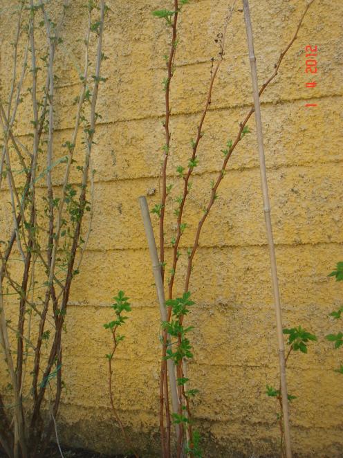 Name:  DSC08735.jpg
Views: 906
Size:  72.0 KB