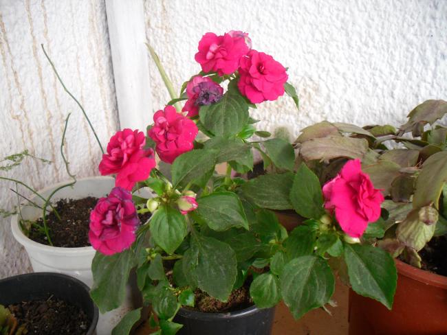Name:  SDC13347 copy.jpg
Views: 512
Size:  52.0 KB