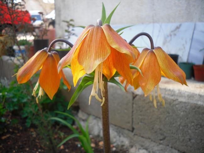 Name:  SDC13358 copy.jpg
Views: 515
Size:  41.9 KB