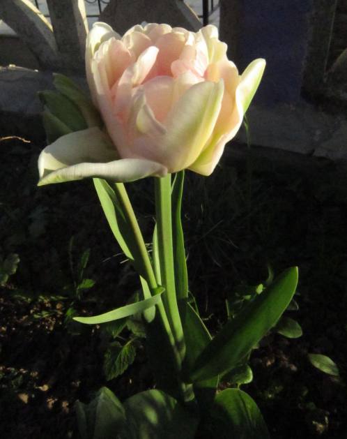 Name:  lale5.jpg
Views: 1782
Size:  37.3 KB