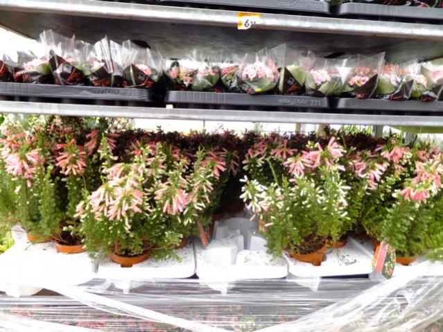 Name:  DSCF0628.jpg
Views: 488
Size:  68.8 KB